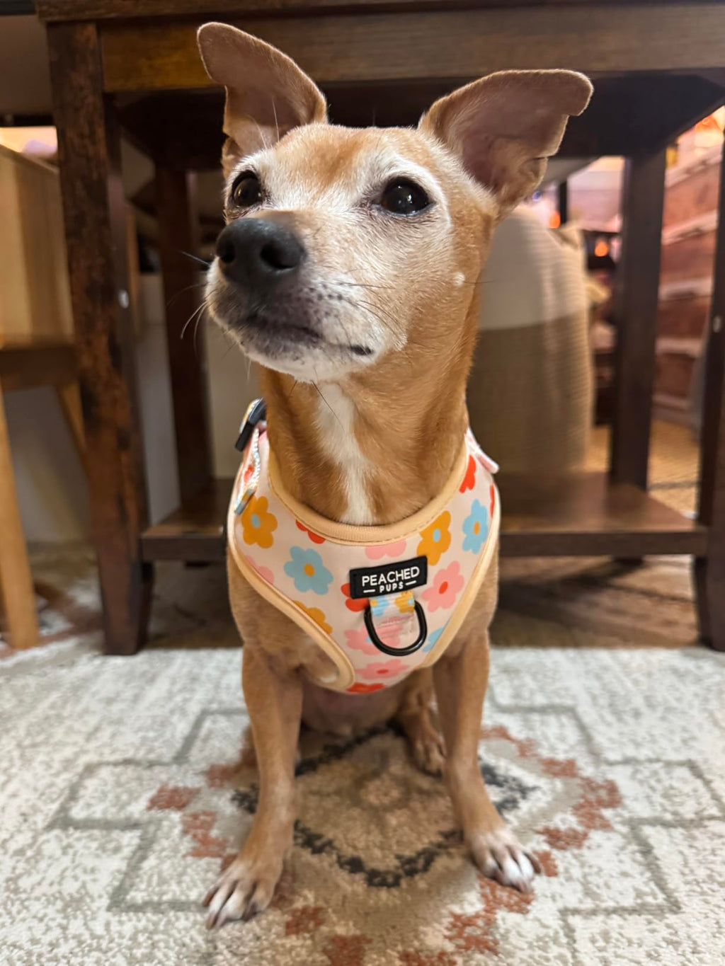 Floral Bloom - Adjustable Dog Harness