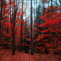 Autumn Trails - Premium Fragrance Oil