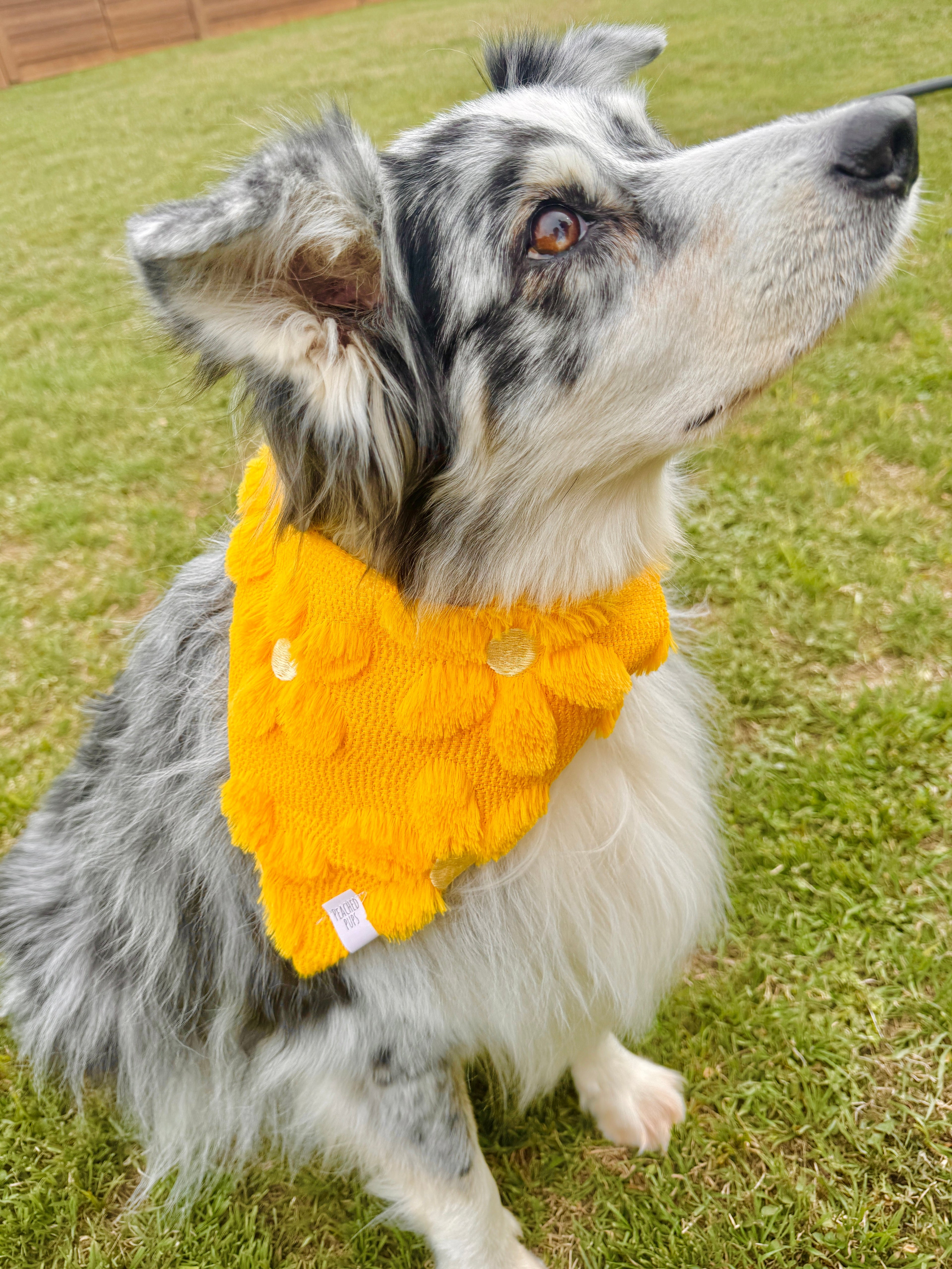 Fluffy Daisy Jacquard Dog Bandana