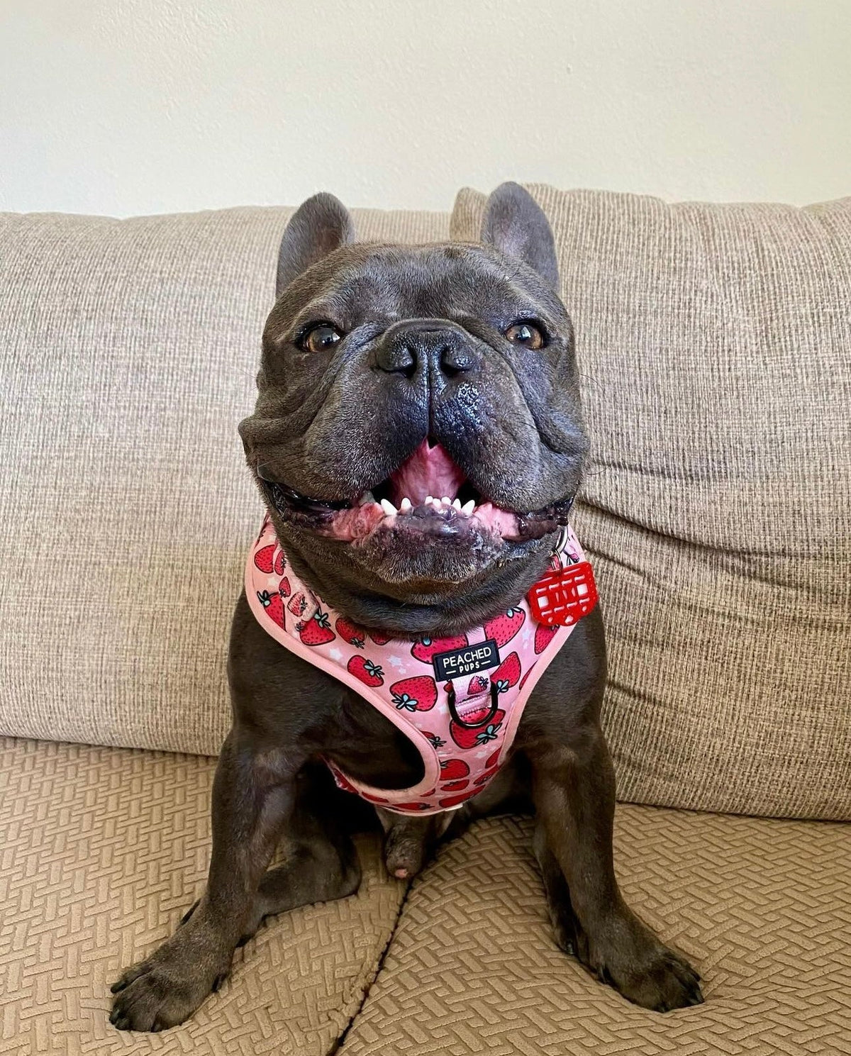 Strawberry Fields - Adjustable Dog Harness